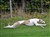 flying dog.jpg