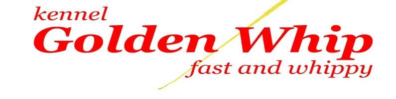 kennel Golden Whip -uppfödning av whippet i hemmamiljö